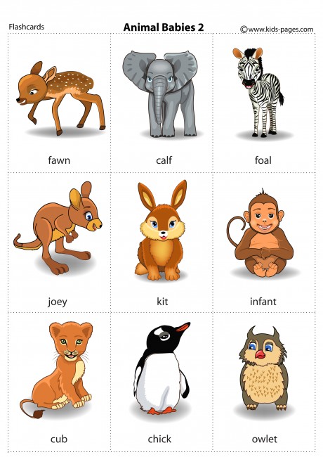 Animal Babies 2 flashcard